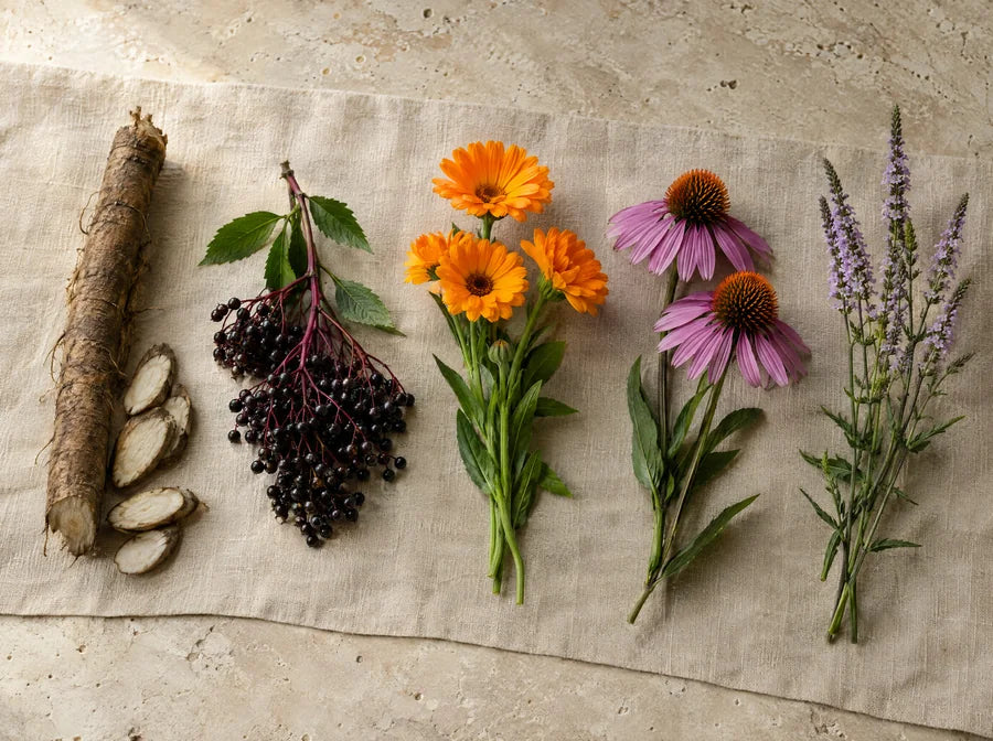 Репей, бъз, невен, ехинацея и върбинка